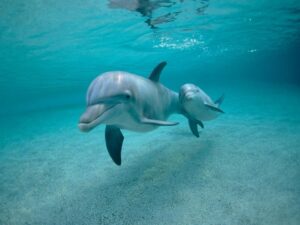 Маленький дельфинчик фото